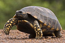 Yellow-footed Tortoise (Geochelone denticulata), Iwokrama Rainforest Reserve, Guyana
