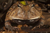 Amazon Horned Frog (Ceratophrys cornuta), Iwokrama Rainforest Reserve, Guyana