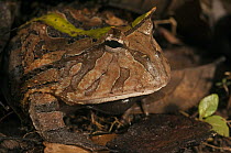 Amazon Horned Frog (Ceratophrys cornuta), Iwokrama Rainforest Reserve, Guyana