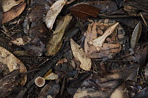 Amazon Horned Frog (Ceratophrys cornuta) camouflaged in leaf litter, Iwokrama Rainforest Reserve, Guyana