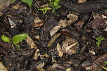 Amazon Horned Frog (Ceratophrys cornuta) camouflaged in leaf litter, Iwokrama Rainforest Reserve, Guyana