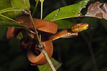 Common Tree Boa (Corallus hortulanus) in branch, Iwokrama Rainforest Reserve, Guyana, manipulated image