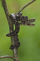 Common Tree Boa (Corallus hortulanus) wrapped around branch, Iwokrama Rainforest Reserve, Guyana, manipulated image