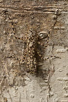 Mantid (Liturgusa sp) camouflaged on trunk, Iwokrama Rainforest Reserve, Guyana