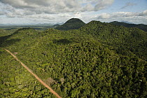 Road runnning through rainforest, Iwokrama Rainforest Reserve, Guyana