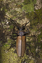 Long Horn Beetle (Callipogon sp), Iwokrama Rainforest Reserve, Guyana