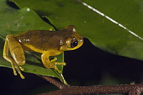 Lesser Treefrog (Dendropsophus minutus), Iwokrama Rainforest Reserve, Guyana