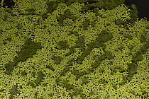 Amazon Water Lily (Victoria amazonica) pads in permanent ponds in savannah, Rupununi, Guyana