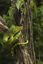 Emerald Tree Boa (Corallus caninus), Iwokrama Rainforest Reserve, Guyana