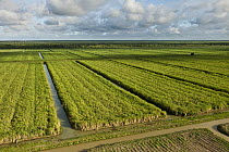 Sugarcane (Saccharum officinarum) plantations, Guyana