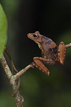 Giant Gladiator Treefrog (Hypsiboas boans), Iwokrama Rainforest Reserve, Guyana