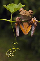 Map Treefrog (Hyla geographica), Iwokrama Rainforest Reserve, Guyana