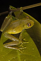 Demerara Falls Tree Frog (Hypsiboas cinerascens), Iwokrama Rainforest Reserve, Guyana