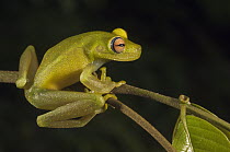 Demerara Falls Tree Frog (Hypsiboas cinerascens), Iwokrama Rainforest Reserve, Guyana
