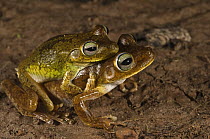 Emerald-eyed Treefrog (Hypsiboas crepitans) pair mating, Iwokrama Rainforest Reserve, Guyana
