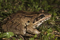 Knudsen's Frog (Leptodactylus knudseni), Iwokrama Rainforest Reserve, Guyana