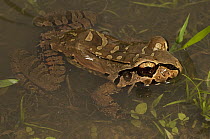 Knudsen's Frog (Leptodactylus knudseni), Iwokrama Rainforest Reserve, Guyana