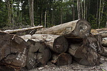 Cut timber in low impact logging industry in rainforest, Iwokrama Rainforest Reserve, Guyana