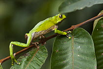 Giant Monkey Frog (Phyllomedusa bicolor) climbing up branch, Iwokrama Rainforest Reserve, Guyana