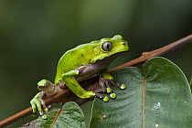 Giant Monkey Frog (Phyllomedusa bicolor), Iwokrama Rainforest Reserve, Guyana