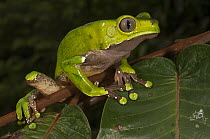 Giant Monkey Frog (Phyllomedusa bicolor), Iwokrama Rainforest Reserve, Guyana