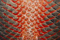 Arapaima (Arapaima gigas) scales, Rupununi, Guyana