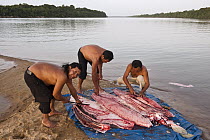 Arapaima (Arapaima gigas) getting butchered, Rupununi, Guyana