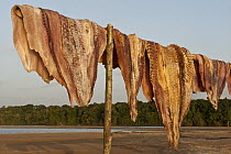 Arapaima (Arapaima gigas) meat drying in sun from legal harvest, Rupununi, Guyana