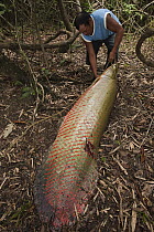 Arapaima (Arapaima gigas) caught by fisherman, Rupununi, Guyana