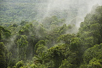Rainforest on Turtle Mountain, Iwokrama Rainforest Reserve, Guyana