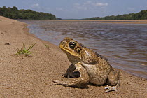 Cane Toad (Bufo marinus) on riverbank, Essequibo River, Iwokrama Rainforest Reserve, Guyana