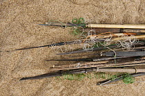 Fishing poles used by local fisherman, Rupununi, Guyana