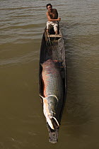 Arapaima (Arapaima gigas) and licenced fisherman, Rupununi, Guyana