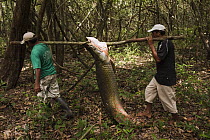 Arapaima (Arapaima gigas) carried by fisherman, Rupununi, Guyana