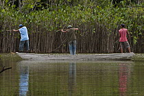 Arapaima (Arapaima gigas) being targeted by fisherman, Rupununi, Guyana