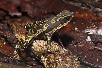 Pebas Stubfoot Toad (Atelopus spumarius), Mapari River, Rupununi, Guyana