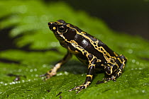 Pebas Stubfoot Toad (Atelopus spumarius), Mapari River, Rupununi, Guyana