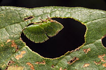 Treehopper (Membracidae) camouflaged on leaf, Mapari, Rupununi, Guyana