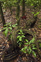 Vines in understory of rainforest, Mapari, Rupununi, Guyana