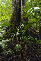 Buttress roots, Mapari, Rupununi, Guyana