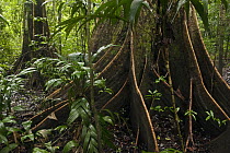 Buttress roots, Mapari, Rupununi, Guyana