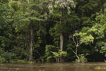 Rainforest along river, Mapari, Rupununi, Guyana