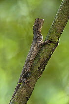 Diving Lizard (Uranoscodon superciliosus), Mapari, Rupununi, Guyana