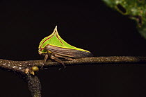 Treehopper (Umbonia sp), Mapari, Rupununi, Guyana