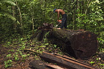 Amerindian timber harvest, Mapari, Rupununi, Guyana