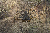 Tailless Whip Scorpion (Heterophrynus sp), Mapari, Rupununi, Guyana
