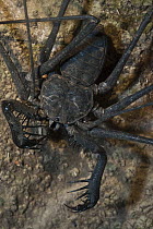 Tailless Whip Scorpion (Heterophrynus sp), Mapari, Rupununi, Guyana