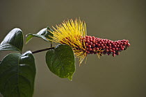 Monkey Brush Vine (Combretum rotundifolium) flowering, Iwokrama Rainforest Reserve, Guyana