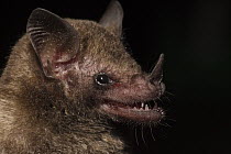 Pallas' Long-tongued Bat (Glossophaga soricina), Karanambu Lodge, Rupununi, Guyana
