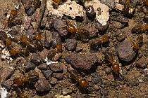 Termite (Isoptera) group, Karanambu Lodge, Rupununi, Guyana